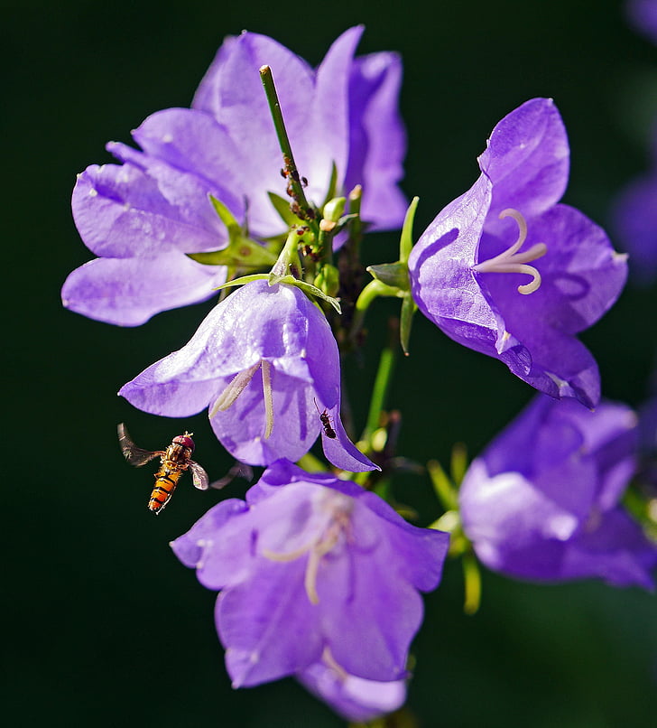 bellflower, hoverfly, summer, summer flowers, violet, nature, garden