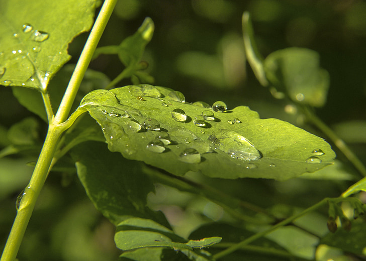 グリーン, 葉, 自然, 植物, 雨のしずく, フォレスト, マクロ