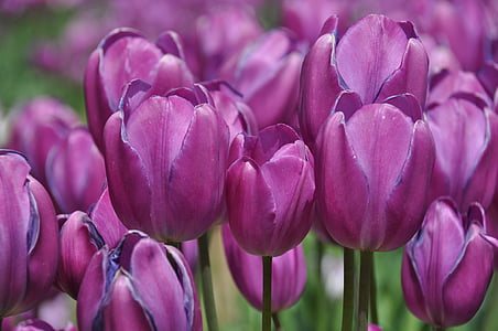 Tulipaner, Tulip farm, blomst, blomstermotiver, Bloom
