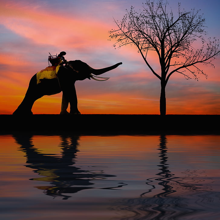 silhouette, éléphant, enfants, famille, arbre, siège, coucher de soleil