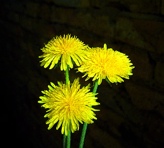 diente de León bata, diente de León, flor amarillo primavera, niño láncfű