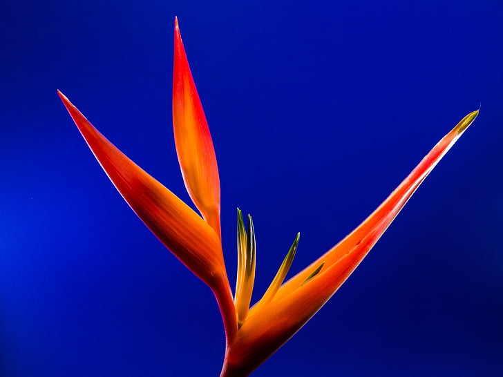 Closeup, Fotografía, rojo, hoja, planta, naranja, strelitzia
