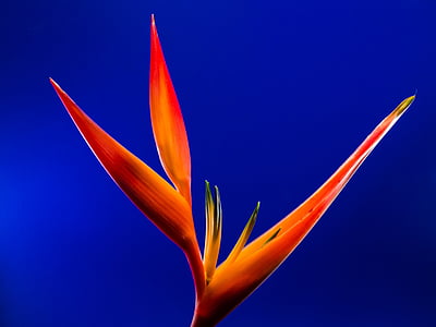 closeup, fotografija, raudona, lapų, augalų, oranžinė, Strelicija