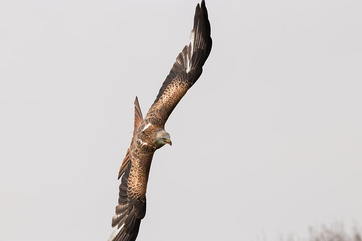 red tailed kite, bird, wildlife, nature, animal, raptor, wing