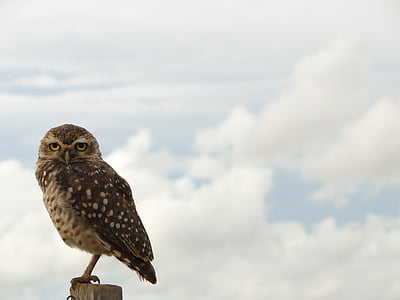 Owl, con chim, một trong những động vật, động vật hoang dã, động vật hoang dã, chủ đề động vật, mây - sky