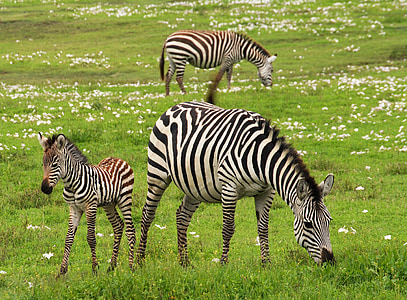 zebra de nadó, Safari, Serengeti, Tanzània, Àfrica, zebres, salvatge