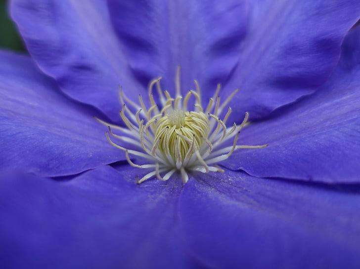 clematis, bloom, flower, garden, purple, macro
