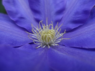 Ломонос, Блум, цветок, Сад, фиолетовый, макрос