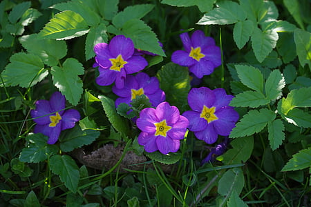 primrose, flower, blossom, bloom, purple, yellow, violet