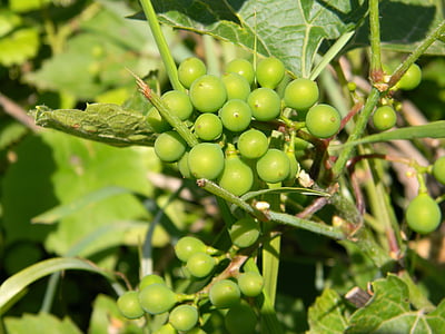 uva, verde, Loza, un mucchio di, estate, luminoso, vinodelchesiky