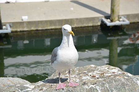 seagull, bird, sea, nature, animal, gull, seabird