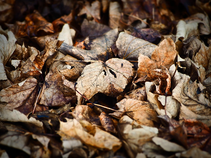 feuilles, hiver, Forest, nature, fermer