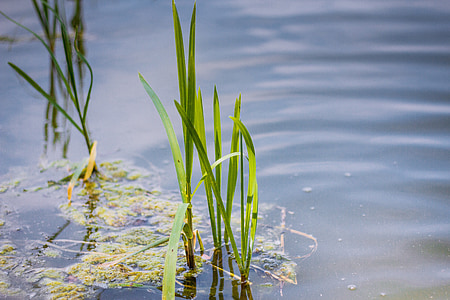 water, lake, lagoon, pond, landscape, nature, rushes