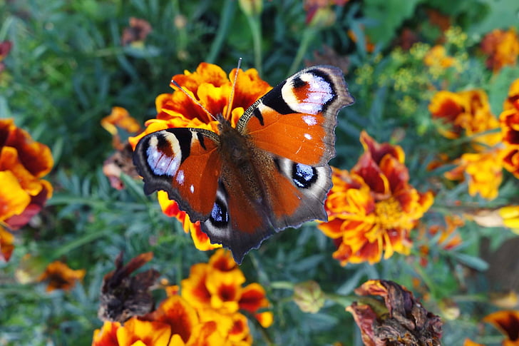 peacock butterfly, butterfly, nature, summer, flowers, orange, red