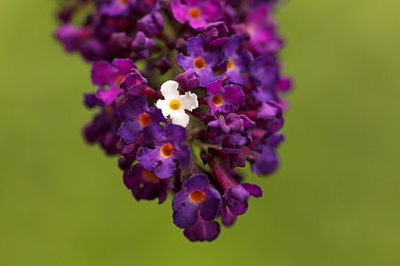 ungu, Blossom, mekar, ungu, bunga, musim panas, tanaman