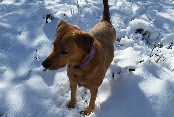 câine, zăpadă, blana, drăguţ, animal de casă, fericit, rasa