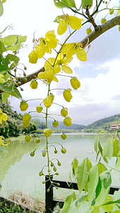 zelta lietus koku, Kim bildināt, puķe, Cassia fistulu, desa koks, hematoksilīnu filiāle, Cassia