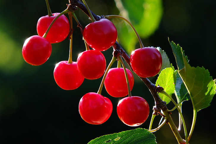körsbär, Cherry, gren, frukt, röd, frukter, träd