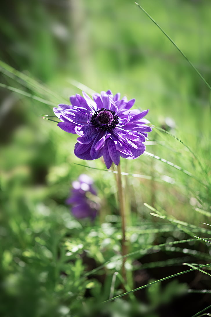 anemone, flower, purple, violet, purple flower, flower garden, garden