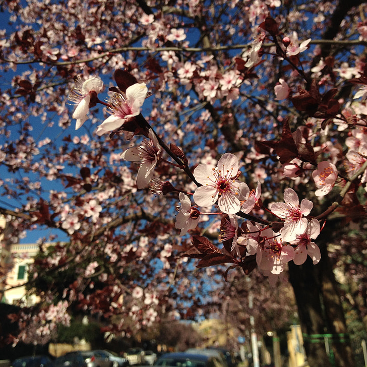 jaro, květ, strom, město, švestková