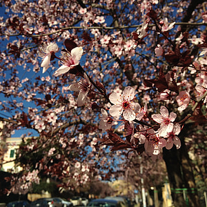 våren, blomma, träd, staden, plommon