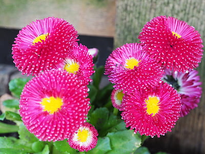 macro, rosa, flor, floración, flor, cerrar, primavera