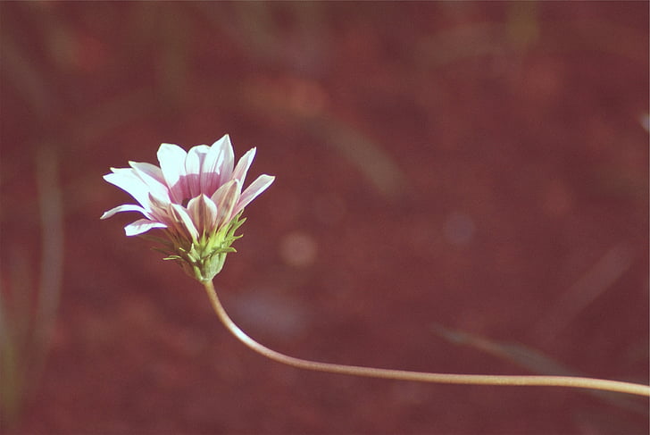 selektivno, fokus, fotografije, bijeli, tratinčica, cvijet, rast