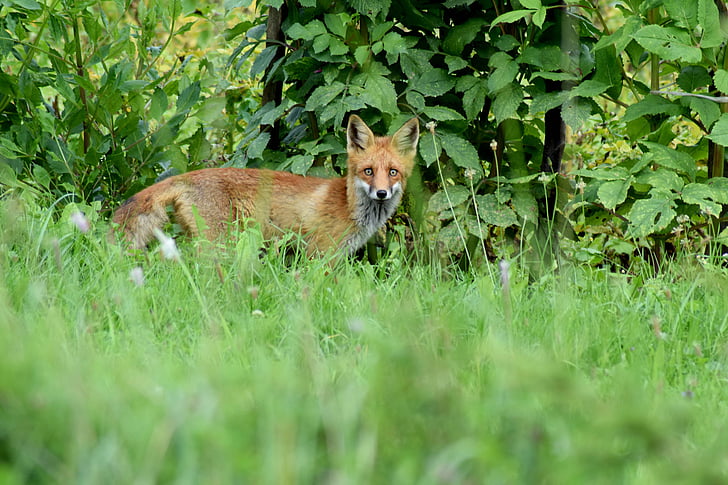 fox, cute, red fox, wild, wildlife, young, predator