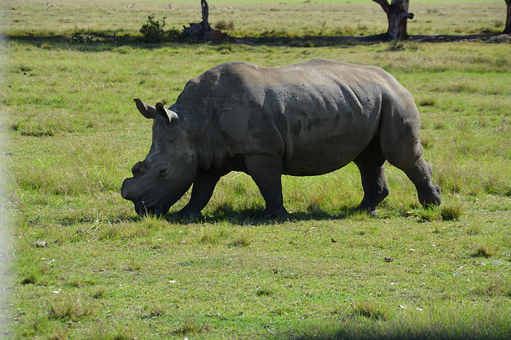 Parc Nacional, rinoceront, Sud-àfrica, desert, natura, vida silvestre, animal
