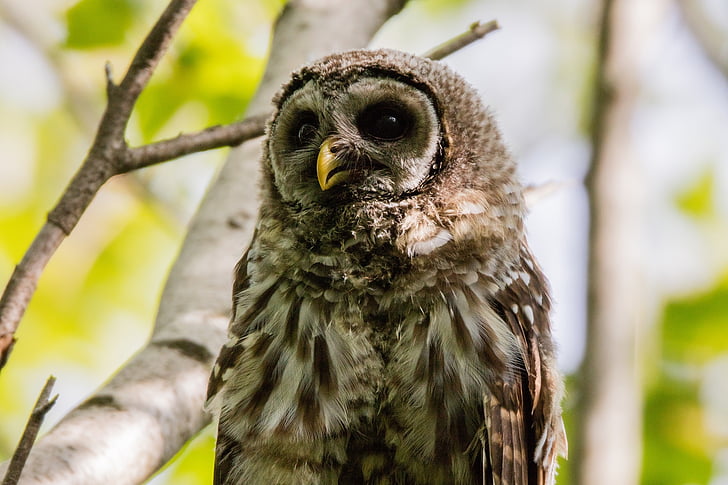 Barred owl, bebé, Retrato, pájaro, flora y fauna, naturaleza, depredador