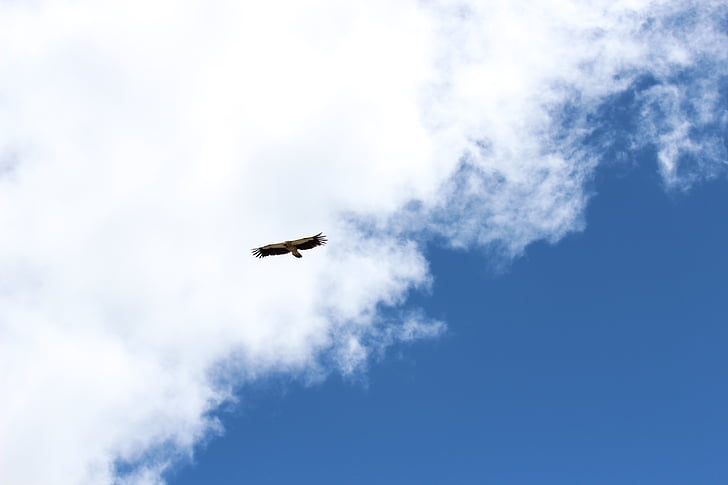 eagle, sky, fly, hawk