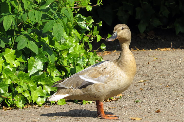 putns, pīle, Mallard