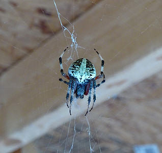 spider, insects, nature, wildlife, bug, web, danger