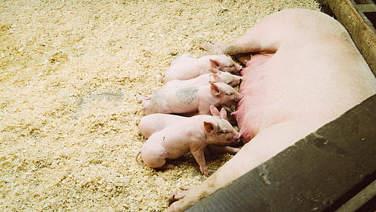 eating, farm, piglets, pigs, swine