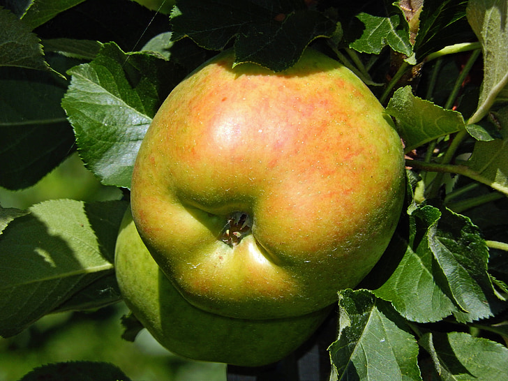 obuolių, vaisių, sveikas, vitaminai, rudenį, obelis, maisto