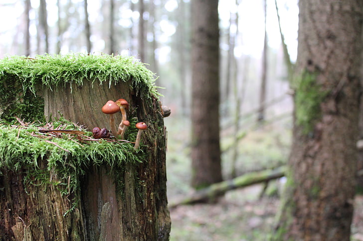 forest, mushrooms, autumn, nature