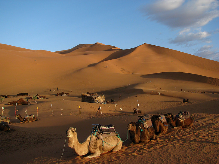 kamele, Sahara, Afrika, Maroko, Dune, puščava, pesek