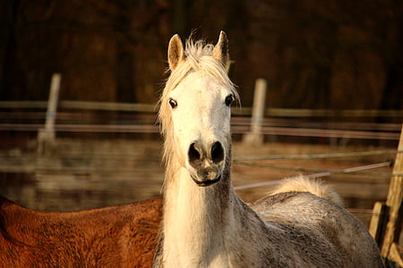 konj, kalup, čistokrvni arapski, konjsku glavu, pašnjak, spojke, životinja