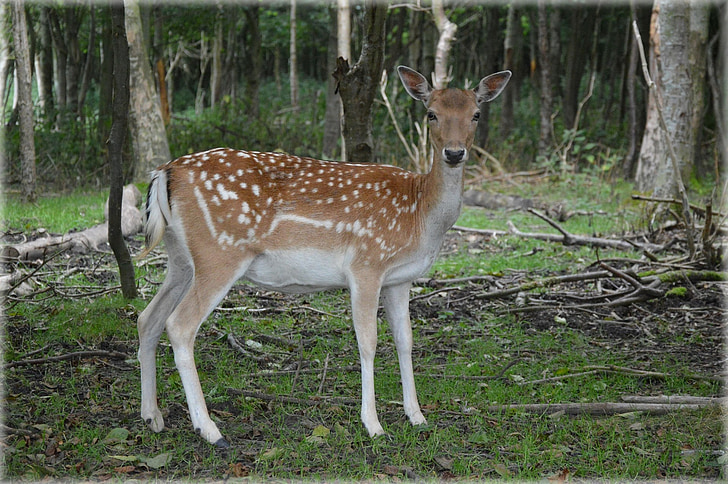 deer, ungulate, fallow deer, ruminant, animal, wildlife, wild