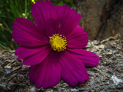 cosmos, flower, nature, garden, colorful, natural, bloom