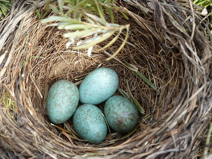 Blackbird nest, Blackbird, jajko, Gniazdo, Ptasie gniazdo, ptak, wiosna