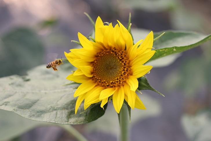 sunflower, green, open country, flower, nature, bee, yellow