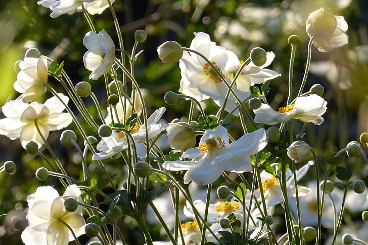 anemone di caduta, anemone giapponese caduta, Bud, bianco, fiore, Blossom, Bloom