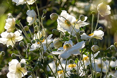 höst anemone, japanska höst anemone, knopp, vit, blomma, Blossom, Bloom