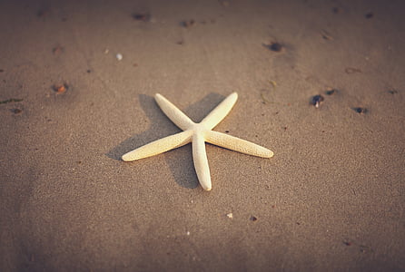 estrella de mar, arena, Playa, arena de la playa, pescado, mar, verano