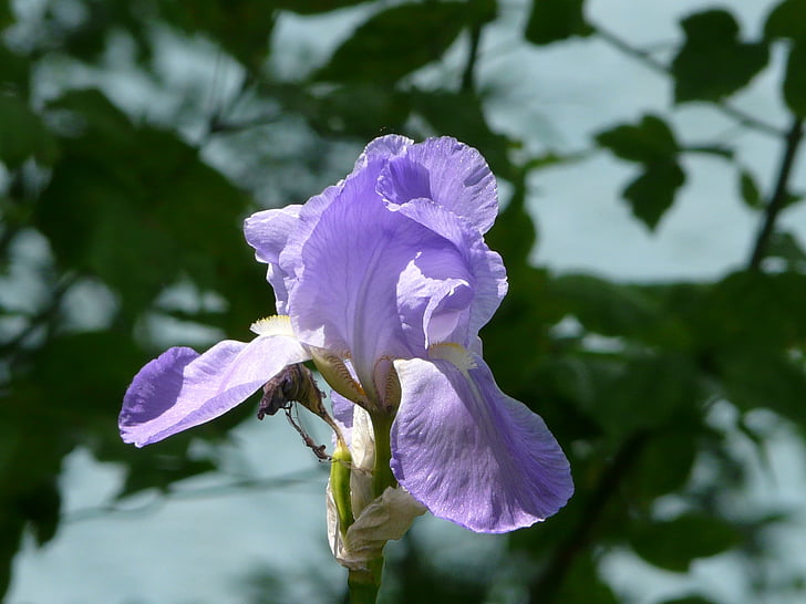 purple iris, macro, purple, nature, plant, leaf, flower