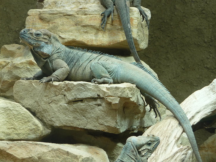 zoo, iguana, reptile, scaly, lizard, animal, terrarium