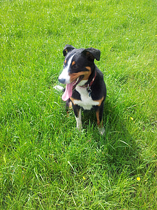 appenzell Planšarski pes, živali, travnik, zelena