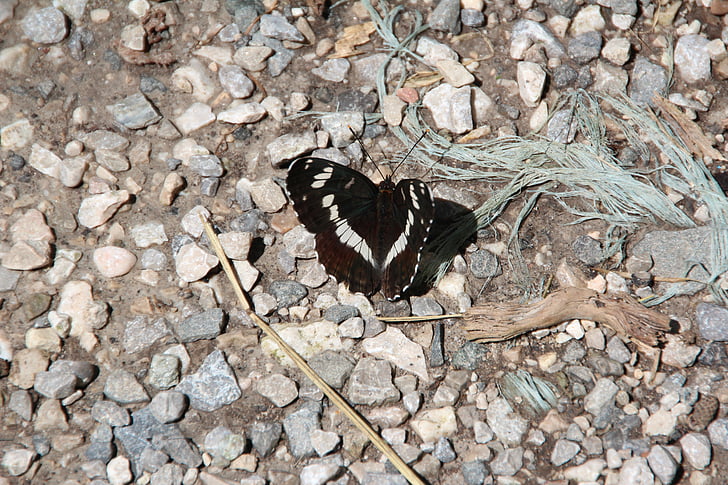 Motte, motýl, černá, hmyz, křídlo, sonda, léto