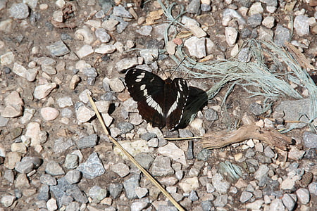 Motte, kupu-kupu, hitam, serangga, sayap, probe, musim panas
